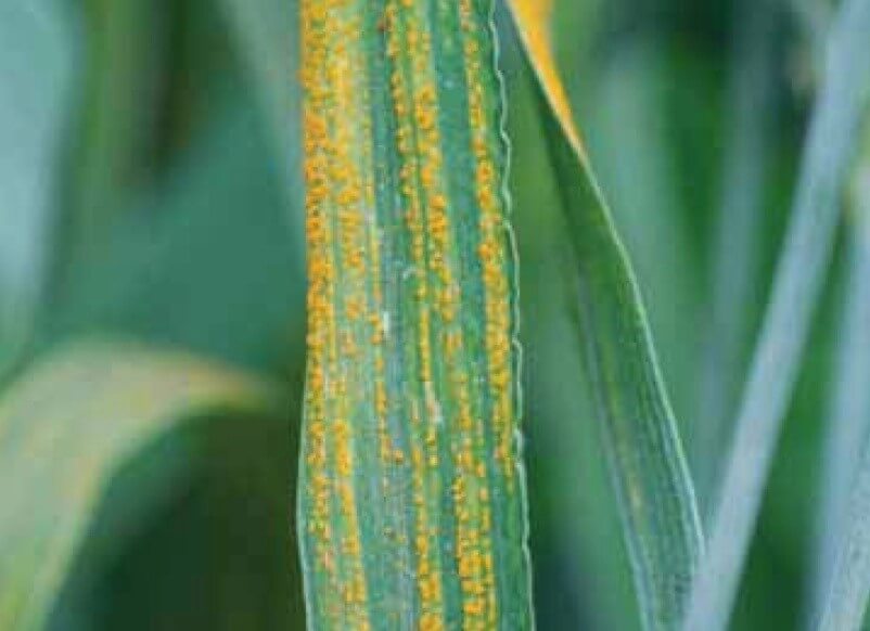 Stripe Rust